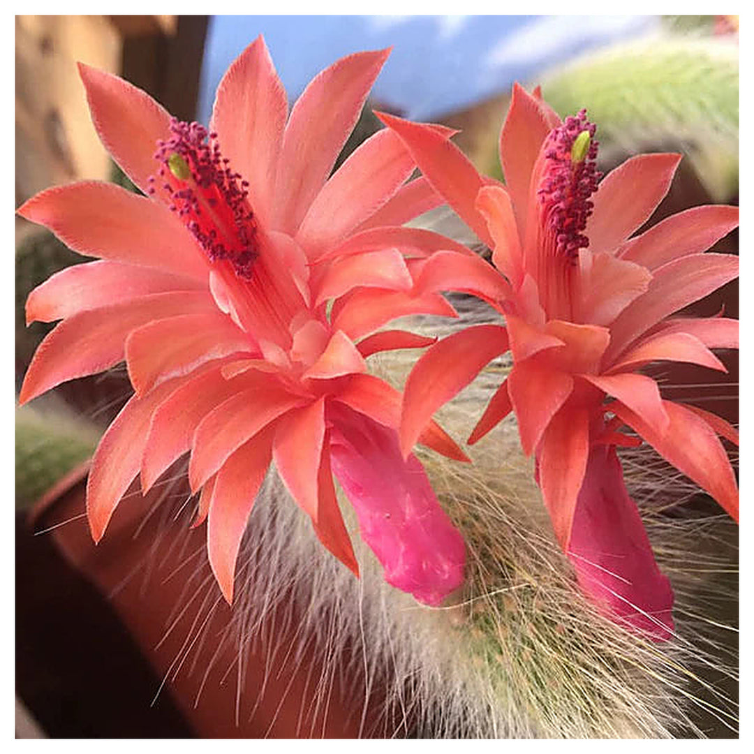 Cleistocactus Colademononis Flower Planting Seeds for Garden – Non-GMO, Heirloom, High Germination Seeds | Neera Seeds product photo [neera-v4-35f5655766b49d6940d0]