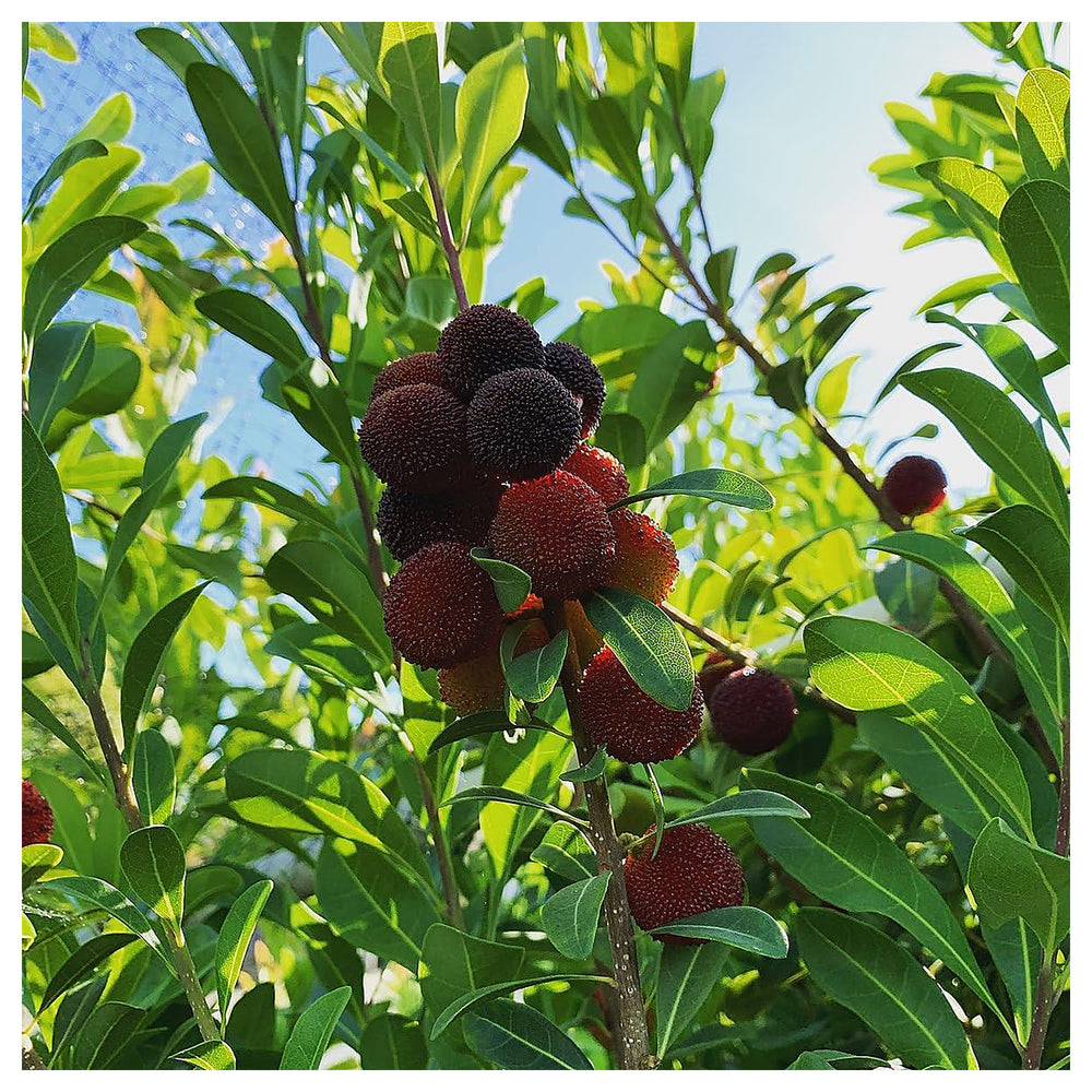 Black Arbutus Bayberry Fruit Seeds for Planting – Heirloom & Non-GMO Seeds for Home Gardens | Neera Seeds product photo [neera-v4-35f66a30b350be257b33]