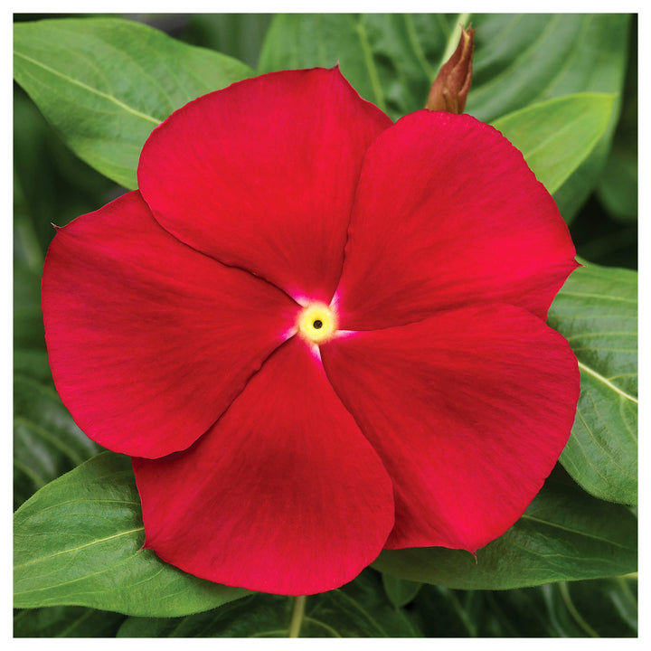 Red Vinca Periwinkle Flower Seeds – Heirloom Non-GMO Seeds for Planting High Germination Organic Garden Blooms | Neera Seeds product photo [neera-v4-35fb76a802df0ed4e683]
