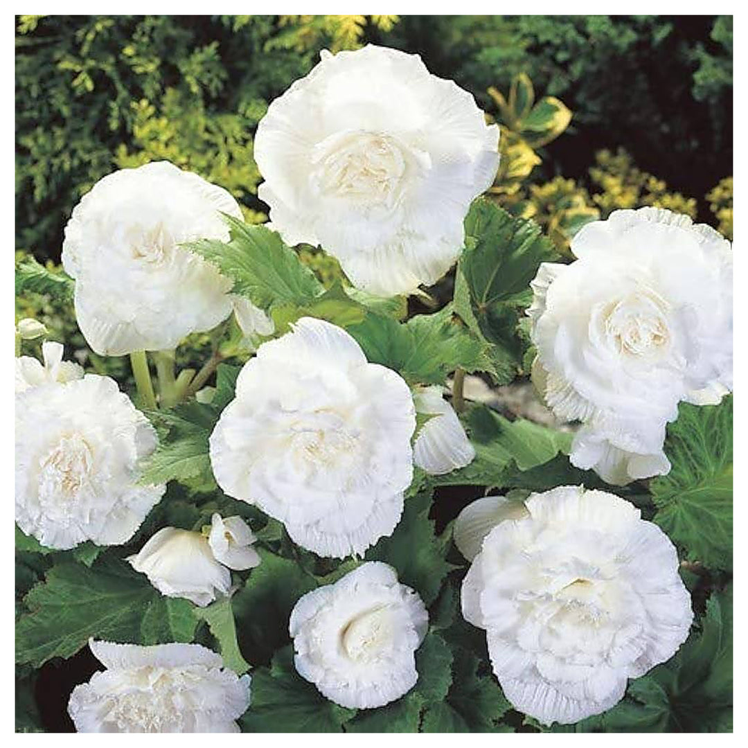 Double White Begonia Flower Seeds for Planting – Heirloom Non-GMO Organic Garden Seeds with High Germination for El | Neera Seeds product photo [neera-v4-35fc104bc5048fa2eb07]