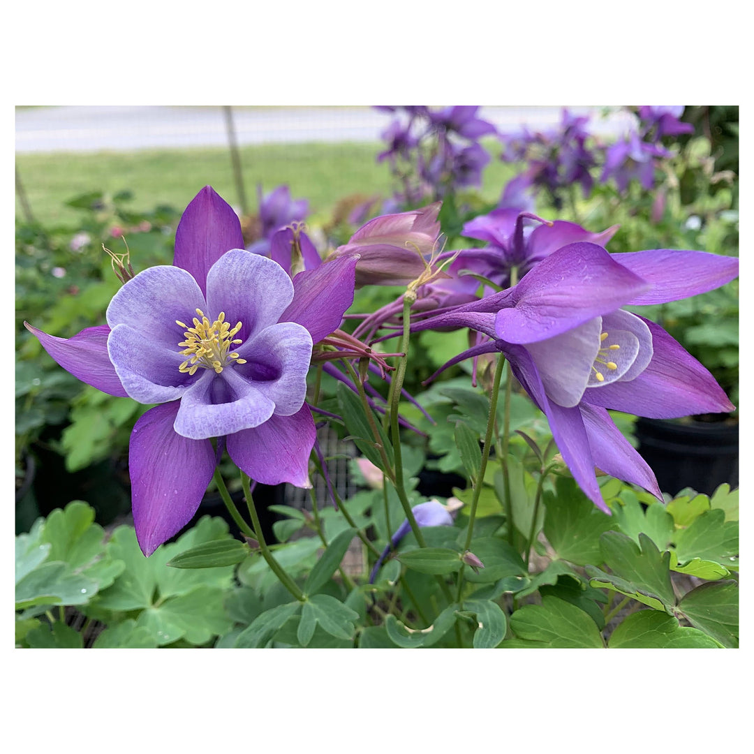 Columbines Purple Flower Seeds for Planting – Organic, Heirloom, Non-GMO Seeds | Neera Seeds product photo [neera-v4-360aa3e91eb7c75e397a]