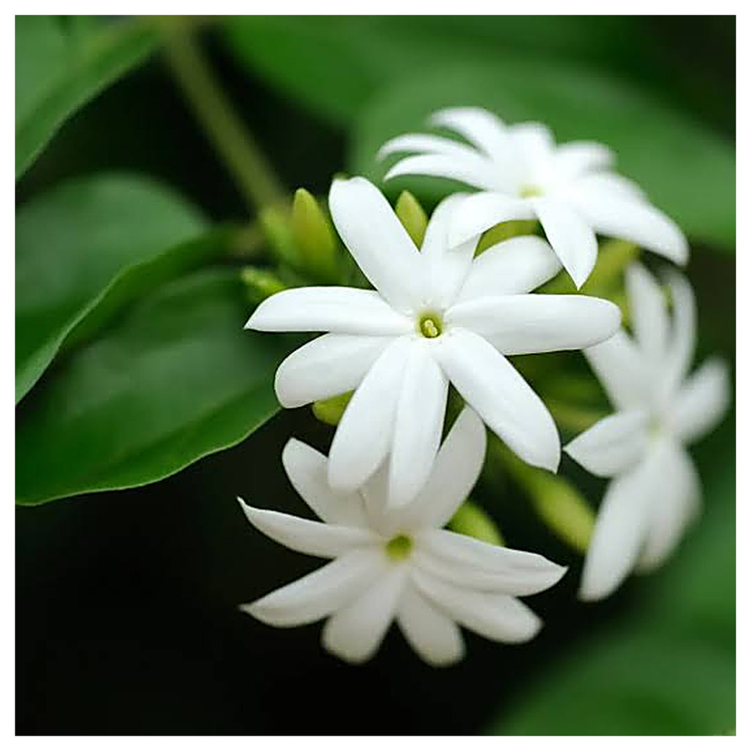 Downy Jasmine Flower Seeds for Planting – Heirloom, Non-GMO, Fragrant White Bloom Garden Seeds | Neera Seeds product photo [neera-v4-360f5c8e7e7964c255d5]
