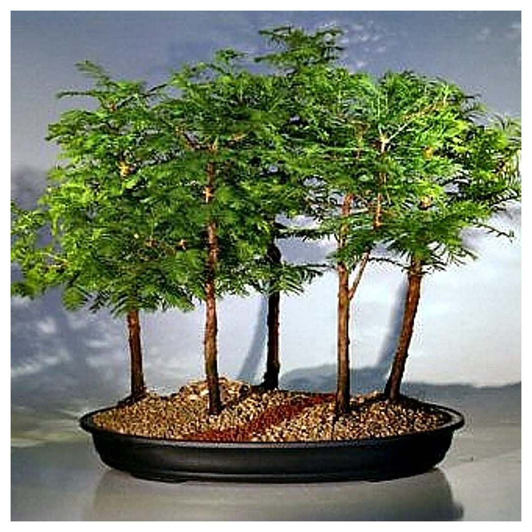 Happy Farm Chinese Redwood Sequoia Bonsai Tree Diy Garden Flower Pots Flower Seeds Home | Neera Seeds product photo [neera-v4-361d5cfa8bfe62d7bae5]