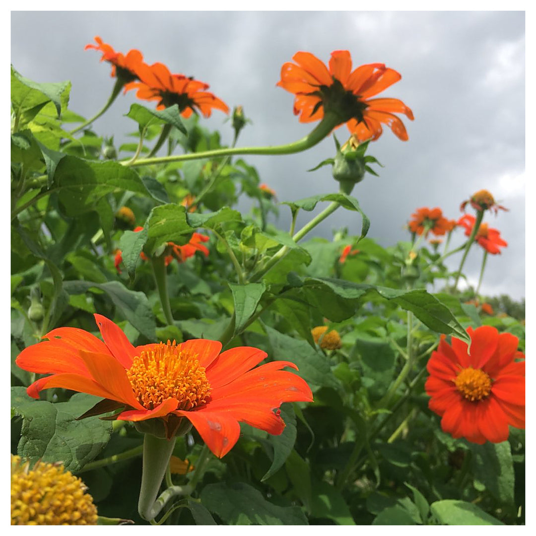 Organic Heirloom Orange Tithonia Flower Seeds for Planting – Non-GMO, High Germination Organic Garden Seeds | Neera Seeds product photo [neera-v4-361da03b3c35475d1001]