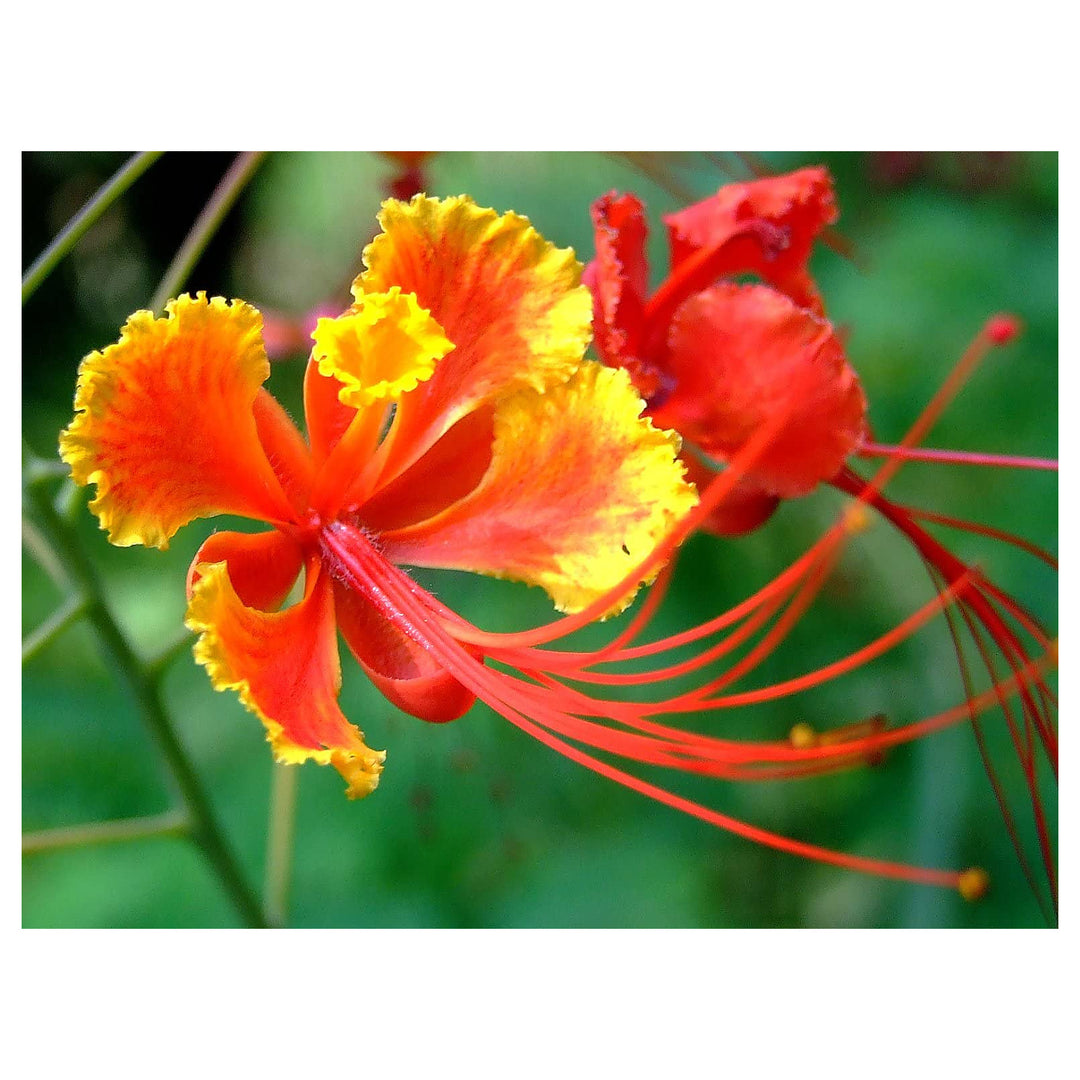 Red Bird Of Paradise Caesalpinia Pulcherrima Planting Flower Seeds Home Garden Planting, | Neera Seeds product photo [neera-v4-362d6a8db5e98f449e73]
