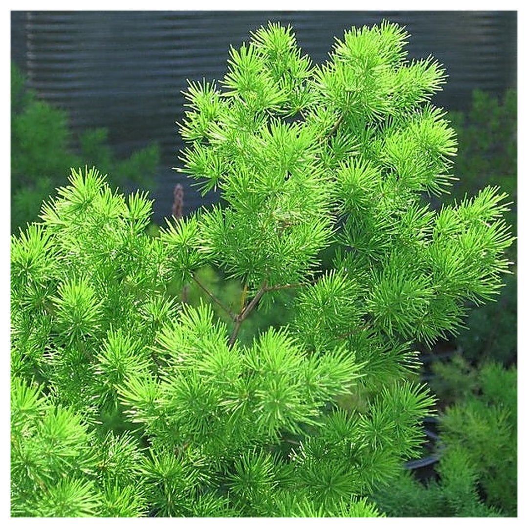 Myriocladus Plant Seeds – Heirloom Non-GMO Ornamental Bamboo Seeds for Lush Garden Growth | Neera Seeds product photo [neera-v4-362dda68173da4a67e7c]