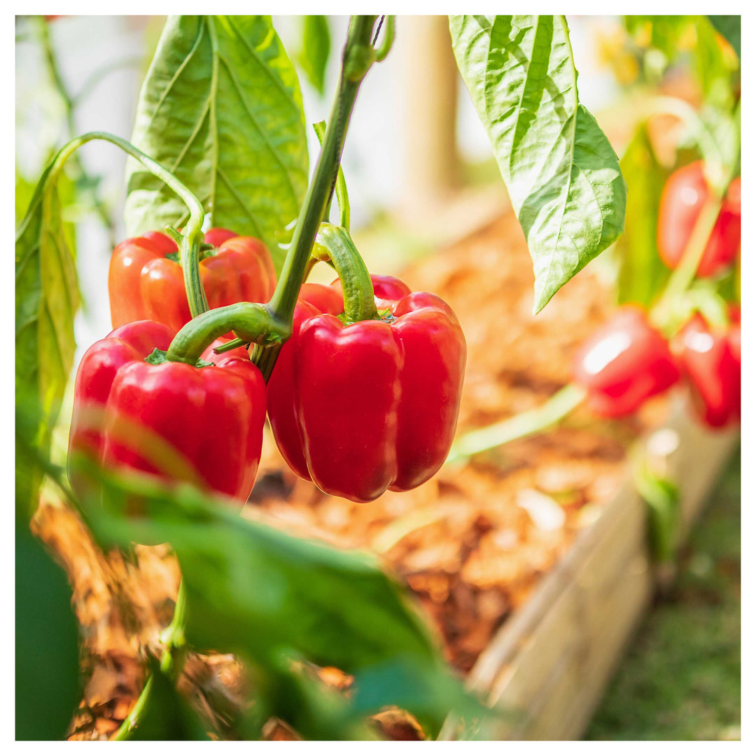 Sweet Bell Pepper Seeds for Planting – Colored PGH Hybrid, High Yield, Non-GMO Vegetable Seeds | Neera Seeds product photo [neera-v4-364014dd34c3931e58fa]