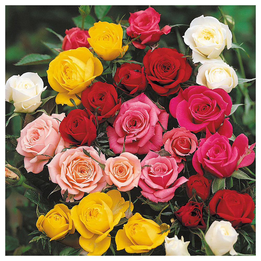 Rose Tree Flower Seeds for Planting – Non-GMO, Heirloom Garden Seeds for Vibrant Growth, High Germination | Neera Seeds product photo [neera-v4-36477767bac81597f213]