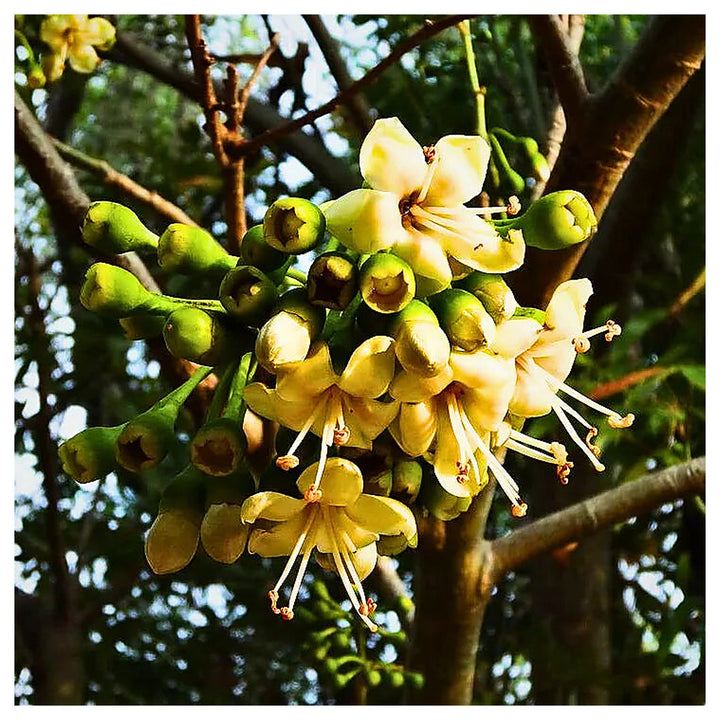 Green Ceiba Pentandra Flower Seeds for Planting – Exotic Kapok Tree Seeds | Neera Seeds product photo [neera-v4-364e9d14b46b995e2fea]