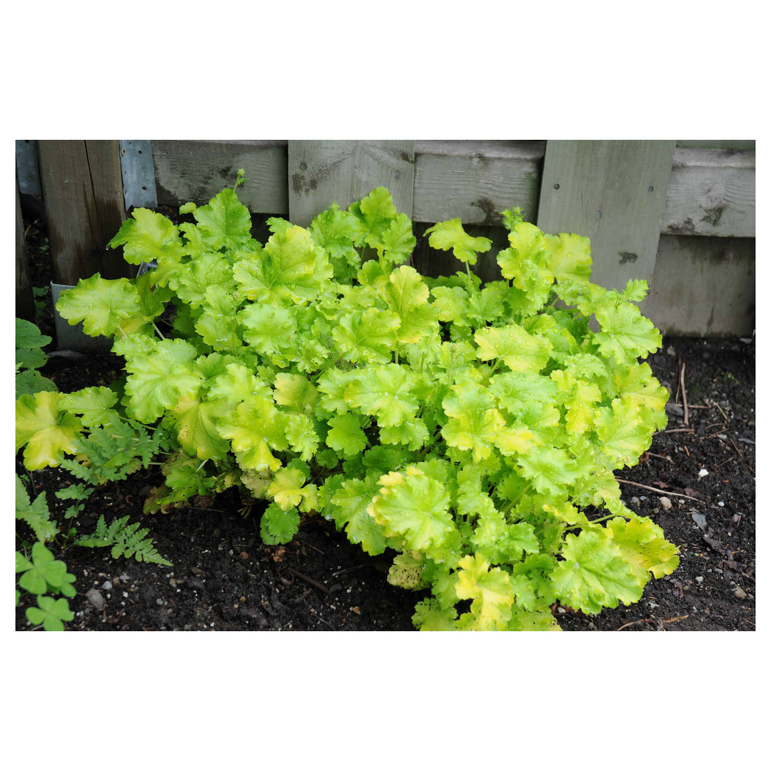 Fresh Heuchera Flower Seeds for Planting – Yellow Blooms, Heirloom, Non-GMO, High Germination Organic Garden Seeds | Neera Seeds product photo [neera-v4-36515c24cf0057e495ce]