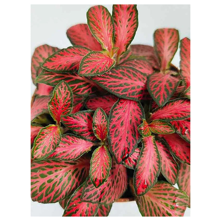 Red Fittonia Verschaffeltii Plant Seeds for Planting – Heirloom, Non-GMO, High Germination Nerve Plant Seeds for In | Neera Seeds product photo [neera-v4-366881e046f27b296e90]