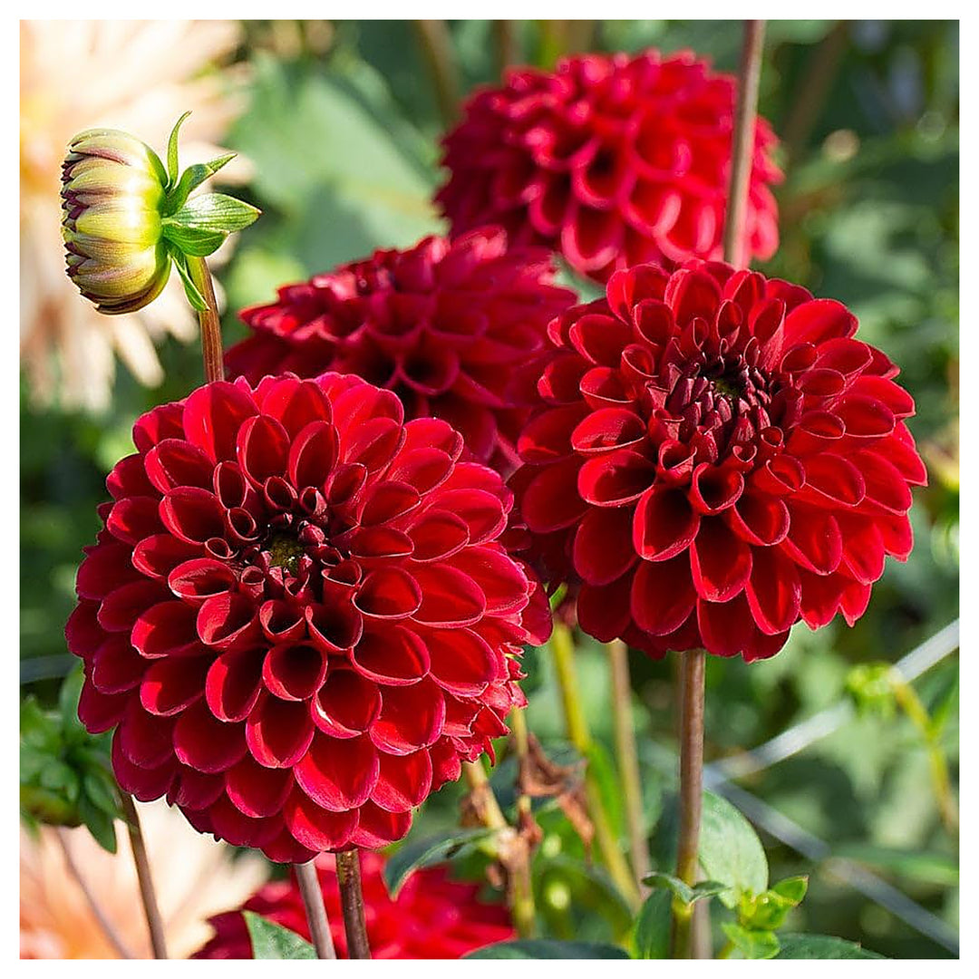 Red Dahlia Mignon Flower Flower Seeds for Home Garden Planting, Landscape Organic Blooming | Neera Seeds product photo [neera-v4-368147a3045a50064d07]