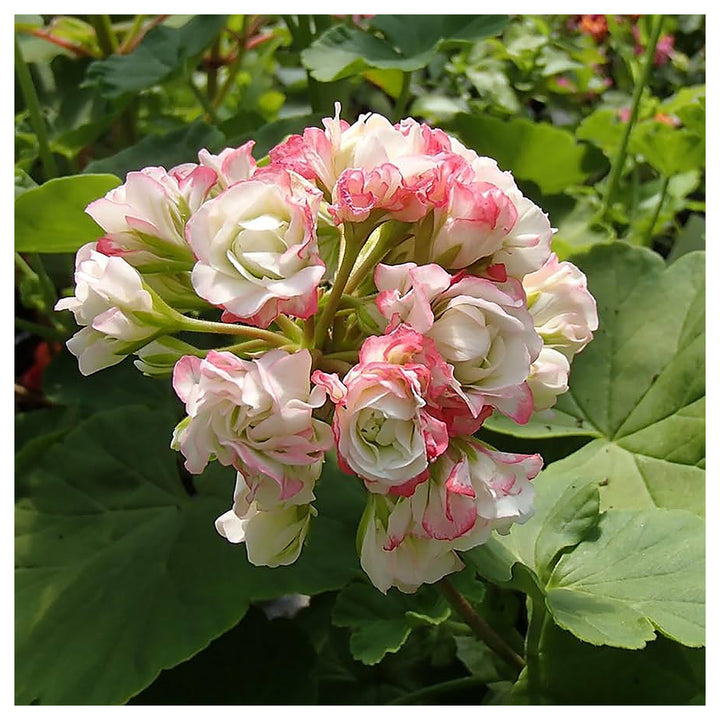 Heirloom Non-GMO Geranium Apple Blossom Pink White Flower Seeds for Planting – High Germination Garden Seeds | Neera Seeds product photo [neera-v4-368a099c70f214a9c682]