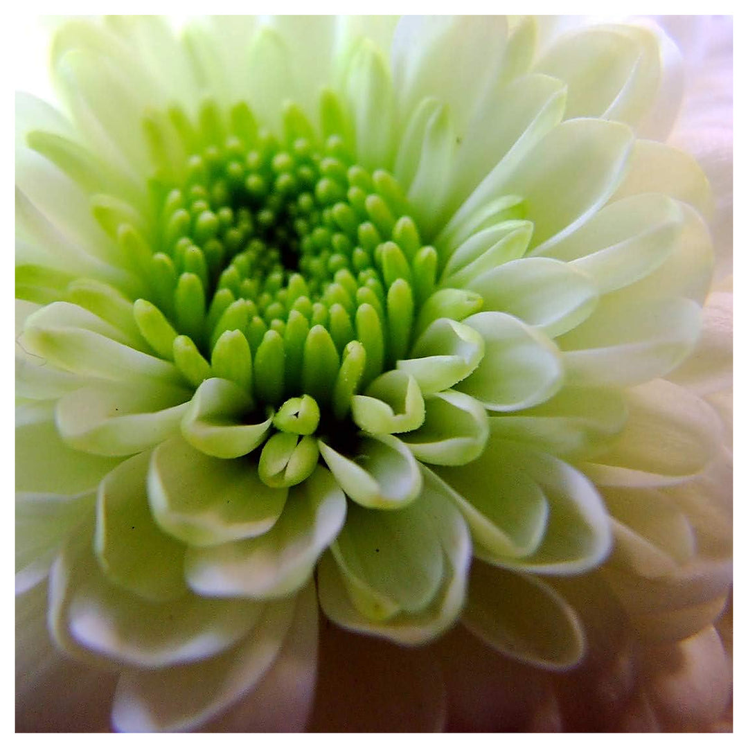 White Green Aster Flower Seeds for Planting – Heirloom Non-GMO, High Germination Organic Garden Seeds | Neera Seeds product photo [neera-v4-368d75d8f4a1727ee930]