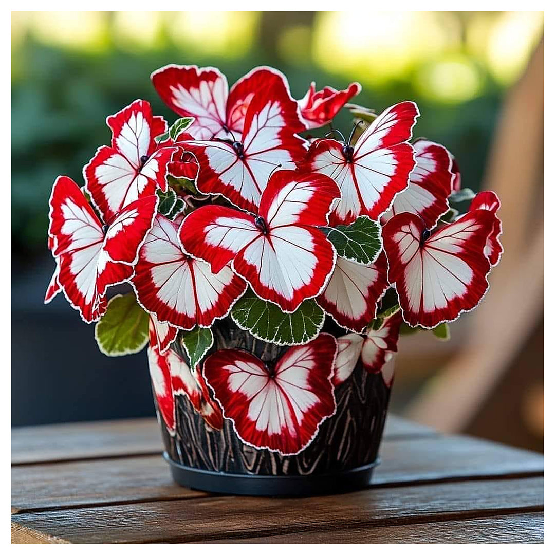 Moonlight Butterfly Begonia - Red and White Heirloom Non-GMO Seeds for Planting High Germination | Neera Seeds product photo [neera-v4-36b09def539069b7d2de]