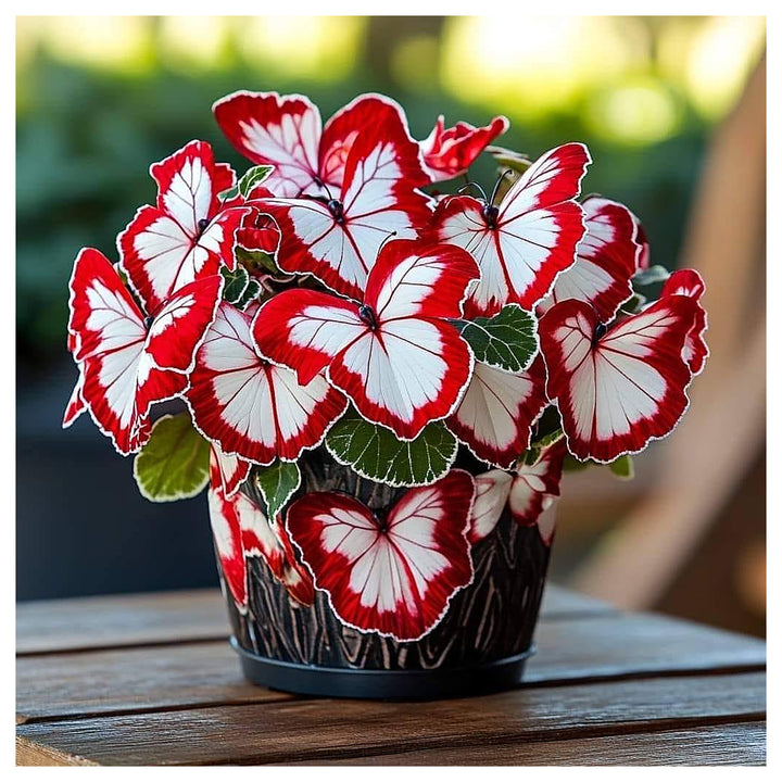 Moonlight Butterfly Begonia - Red and White Heirloom Non-GMO Seeds for Planting High Germination | Neera Seeds product photo [neera-v4-36b09def539069b7d2de]