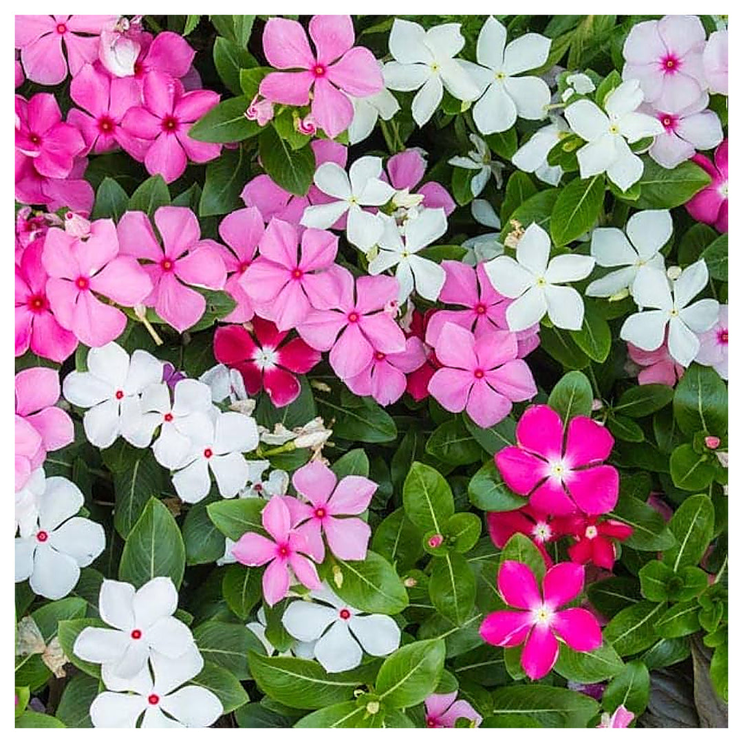 Mixed Madagascar Vinca Flower Seeds – Vibrant Annual Blooms for Garden Planting | Neera Seeds product photo [neera-v4-36b1d51495823805440e]