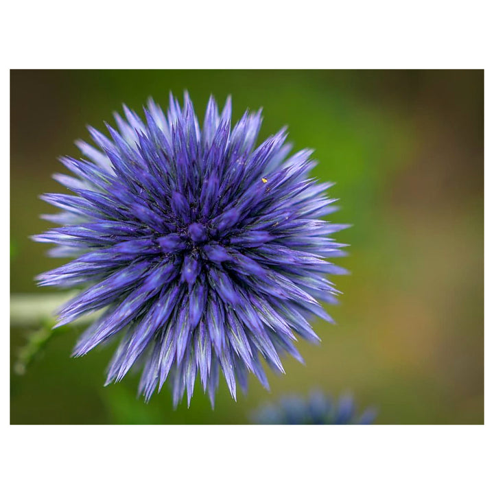 Heirloom Echinops Flower Seeds, Non-GMO Globe Thistle Blooms for Drought-Tolerant Garden Planting | Neera Seeds product photo [neera-v4-36b59f5183c7a3d741ff]