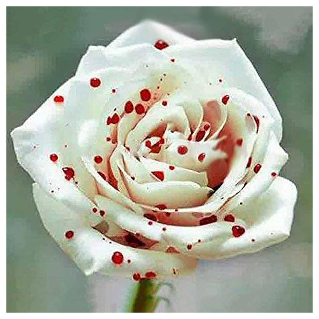 White Rose Rosa Hybrida Drop Of Blood Flower For Planting Unique Bloom For Decorative Garden | Neera Seeds product photo [neera-v4-36c1cec644509fc25943]
