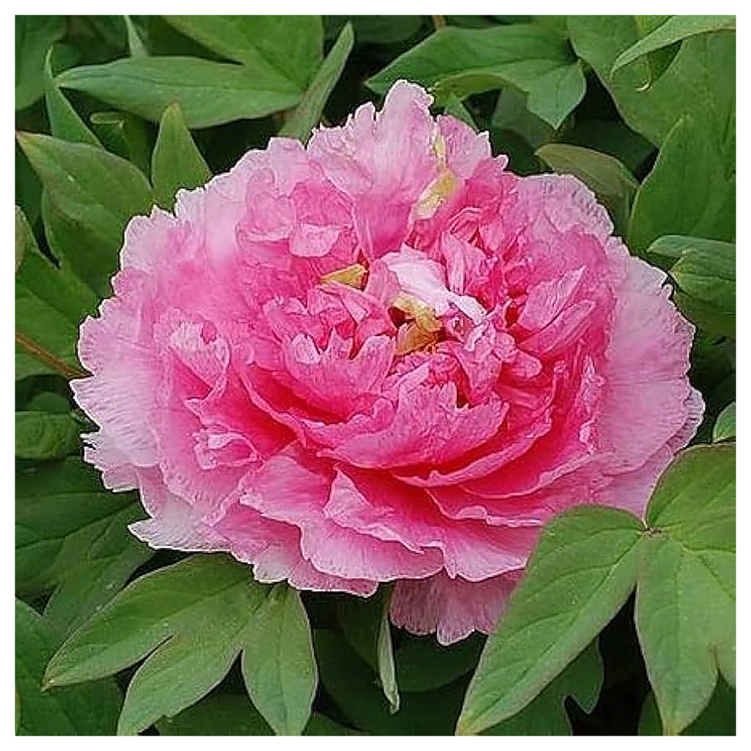 Heirloom Siberian Rose Fernleaf Peony Seeds - Non-GMO, High Germination Organic Perennial Garden Seeds for Planting | Neera Seeds product photo [neera-v4-36c2d92a556cb6ccd97a]
