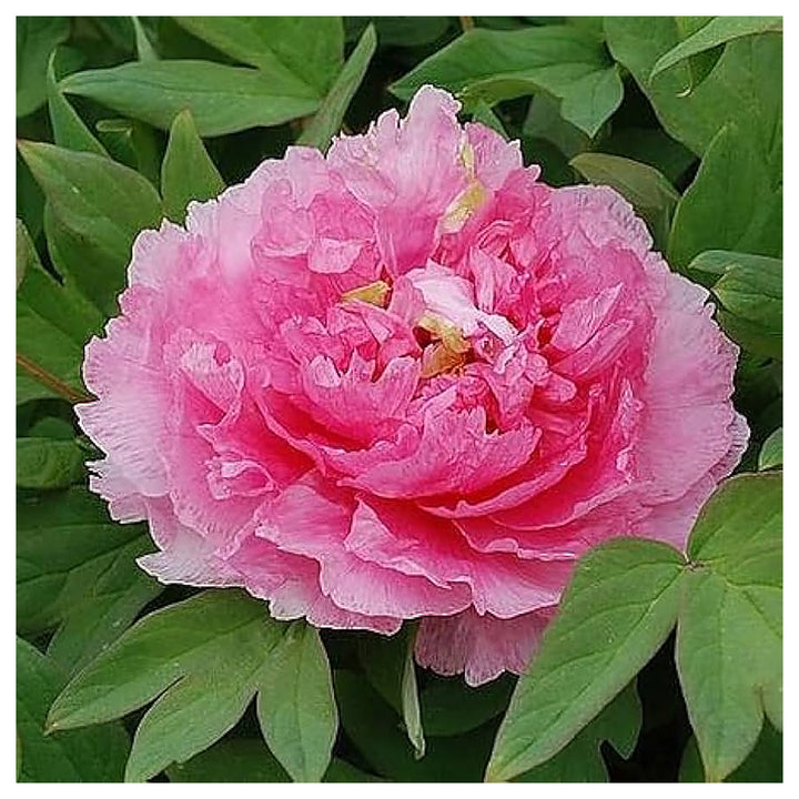 Heirloom Siberian Rose Fernleaf Peony Seeds - Non-GMO, High Germination Organic Perennial Garden Seeds for Planting | Neera Seeds product photo [neera-v4-36c2d92a556cb6ccd97a]