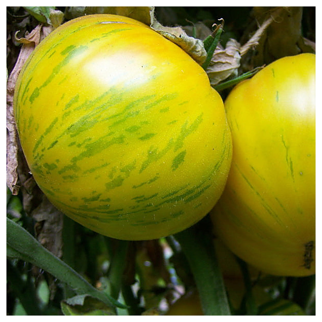 Yellow Pork Chop Tomato Seeds for Planting – Heirloom, Non-GMO, Organic Garden Seeds, High Germination | Neera Seeds product photo [neera-v4-36c41ee16806e60f52ae]