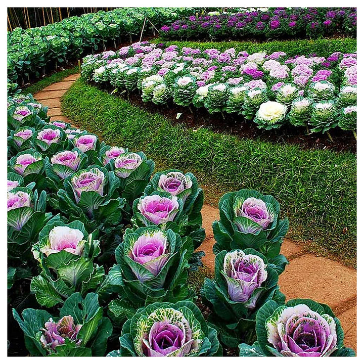 Spring Brassica Oleracea Flowering Cabbage Vegetable For Planting Flower Seeds for Home Garden | Neera Seeds product photo [neera-v4-36cc132d722819a76eb2]