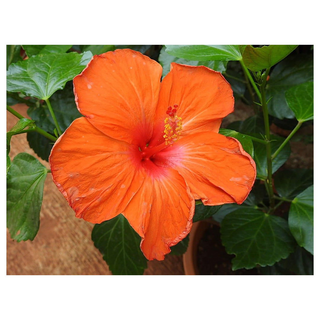 Heirloom Deep Orange Hibiscus Flower Seeds – Non-GMO Vibrant Tropical Blooms for Garden Planting | Neera Seeds product photo [neera-v4-36d2412f54f4c207a7de]