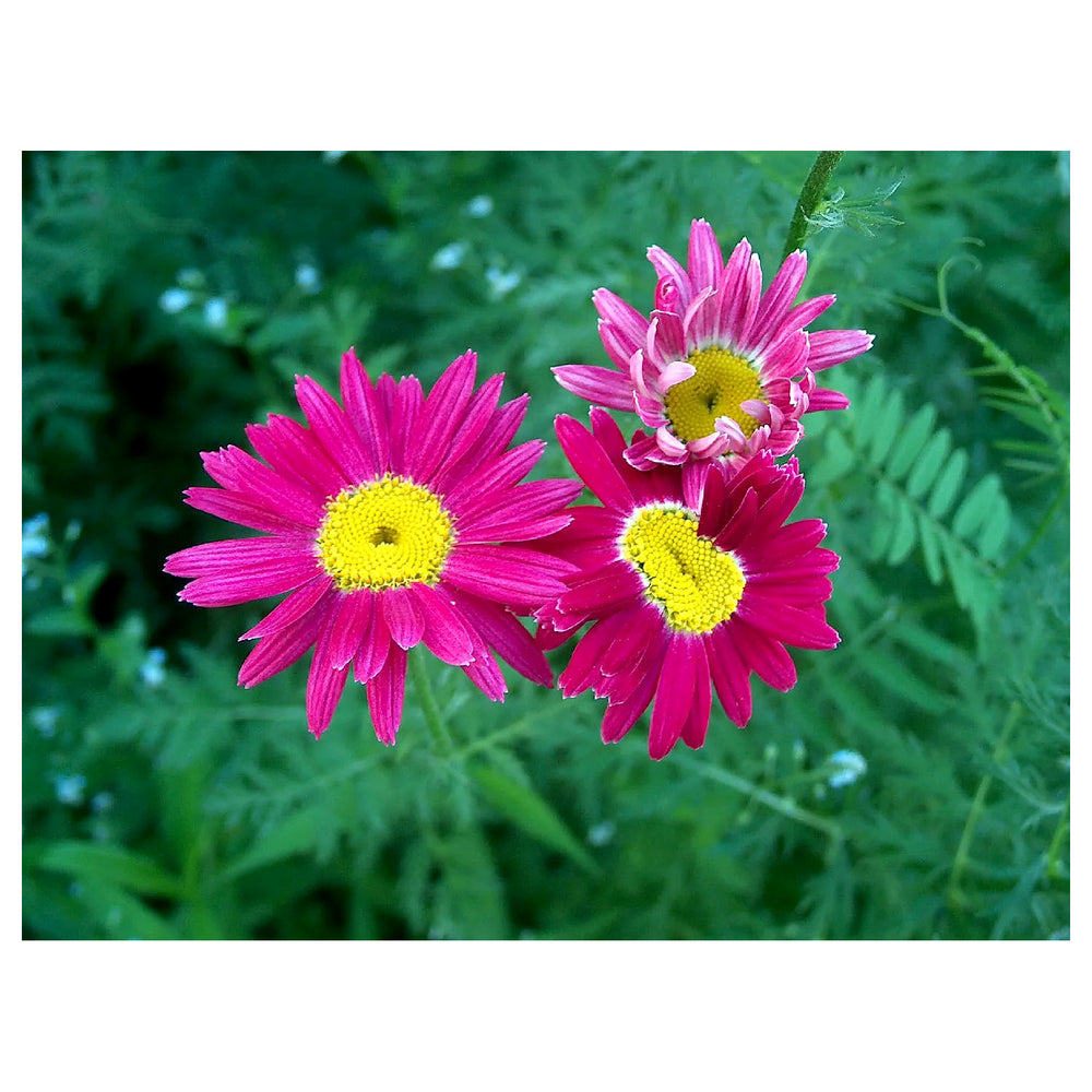 Heirloom Non-GMO Pink Pyrethrum Flower Seeds – Natural Pest-Repellent Blooms for Garden Plantin | Neera Seeds product photo [neera-v4-36d774046bba9bafcffd]
