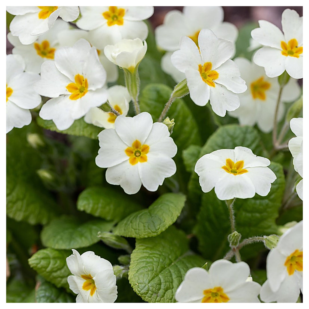 Organic Heirloom Non-GMO White Primrose Seeds for Planting – Spring Garden Blooms | Neera Seeds product photo [neera-v4-3703116de1de18bb950b]