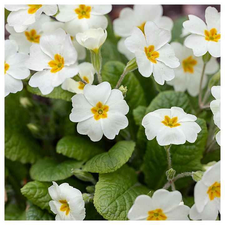Organic Heirloom Non-GMO White Primrose Seeds for Planting – Spring Garden Blooms | Neera Seeds product photo [neera-v4-3703116de1de18bb950b]
