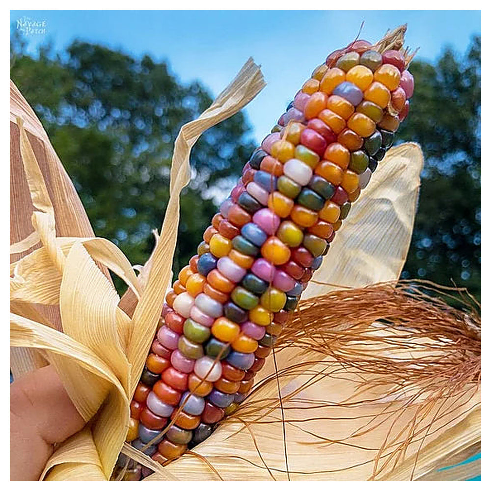 Glass Gem Rainbow Corn Seeds for Planting – Heirloom, Non-GMO, Colorful Organic Popcorn Garden Seeds | Neera Seeds product photo [neera-v4-370792edc4bd4f94f125]