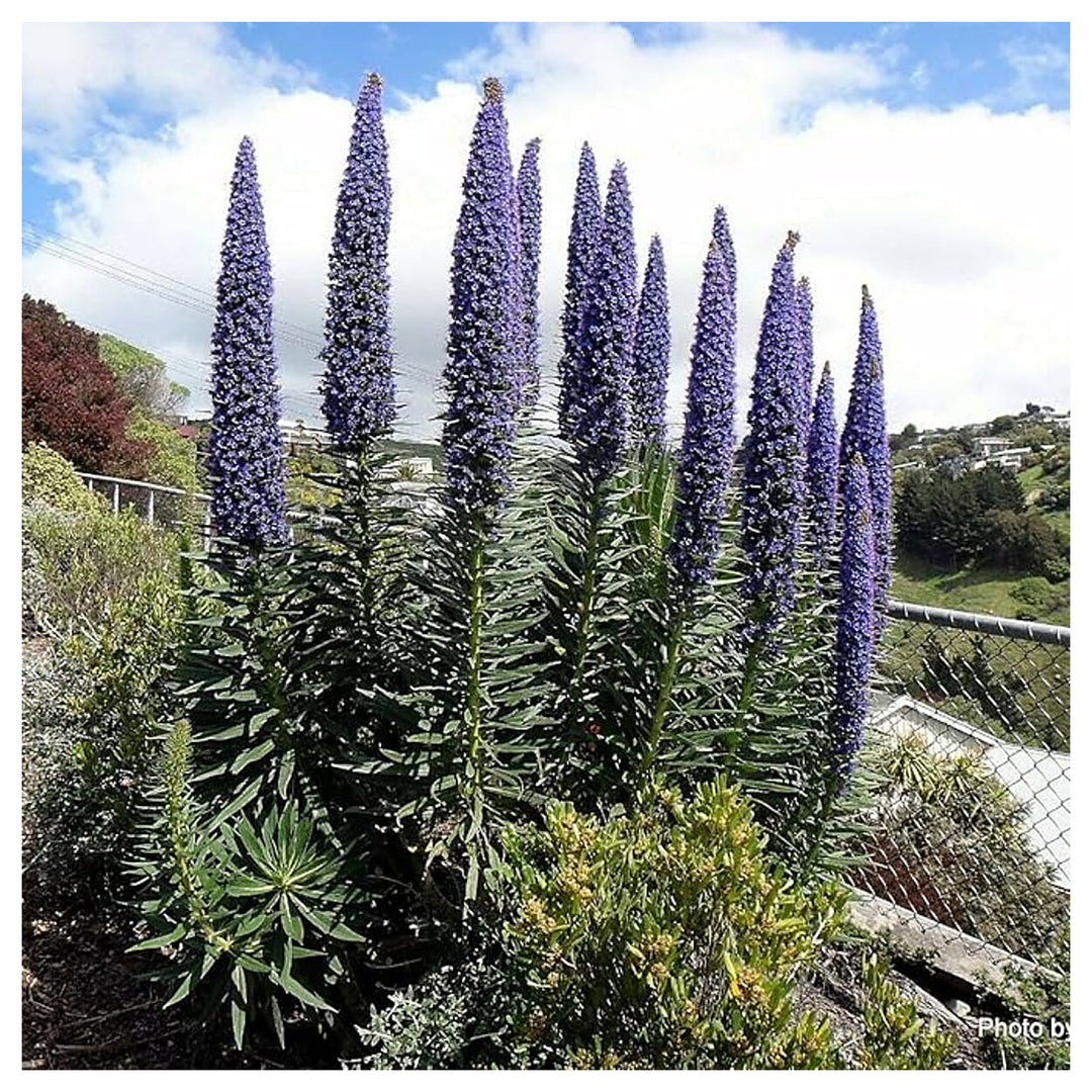 Echium Pininana Blu Campanile Torre Di Gioielli Rosette Flower Seeds Home Garden Planting, | Neera Seeds product photo [neera-v4-370d5633a0a9f651e8bb]