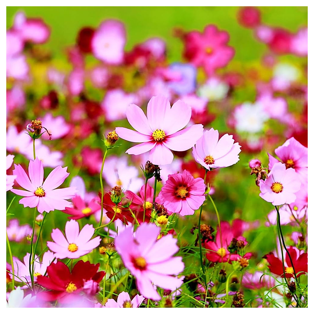 Cosmos Picotee Easy Grow Flower Border Garden Flower Seeds for Home Garden Planting, Colorful | Neera Seeds product photo [neera-v4-372c2a768634b8201081]