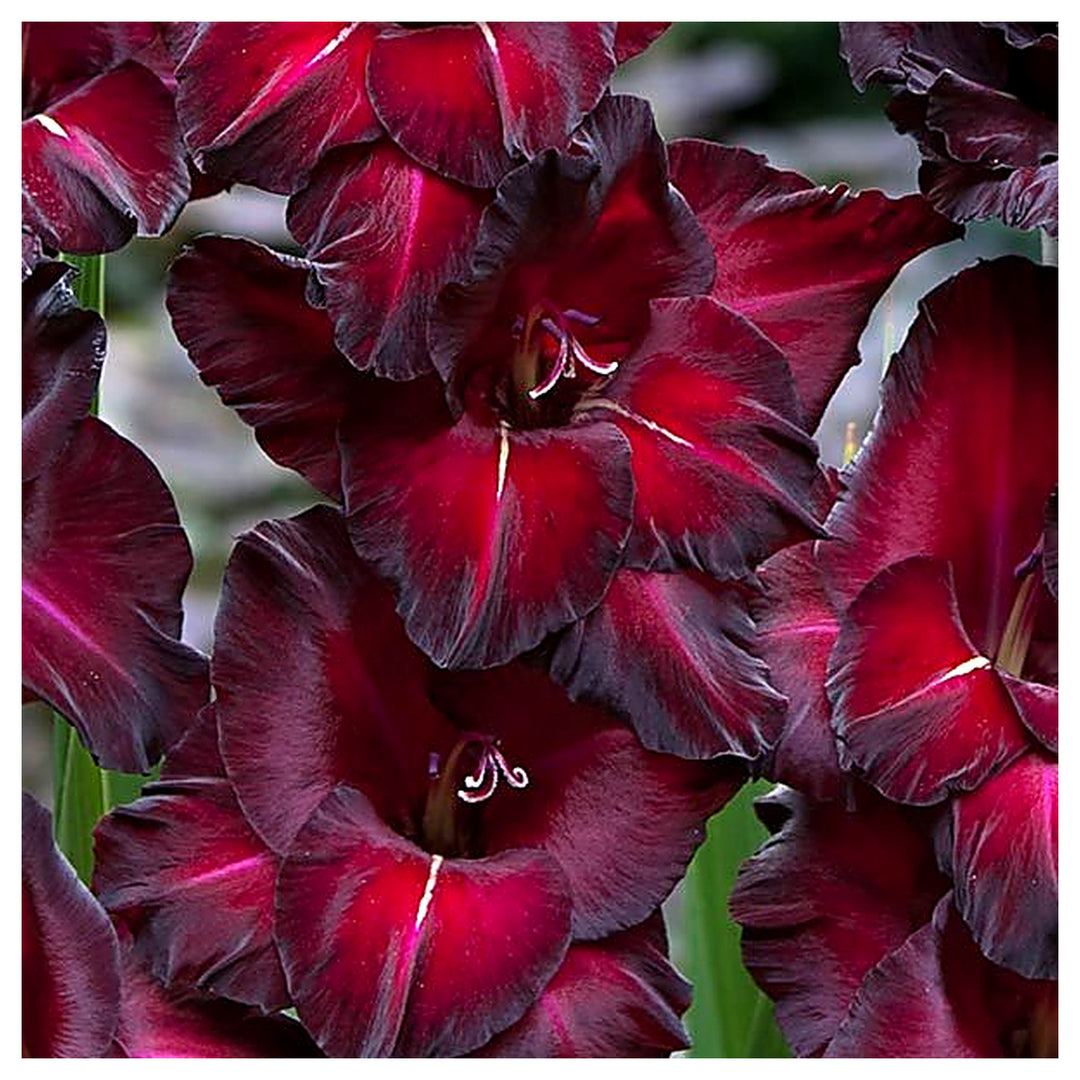 Heirloom Non-GMO Gladiolus Flower Seeds – High Germination Organic Garden Seeds for Tall Vibrant Blooms | Neera Seeds product photo [neera-v4-37309a329b6cf4b011b6]