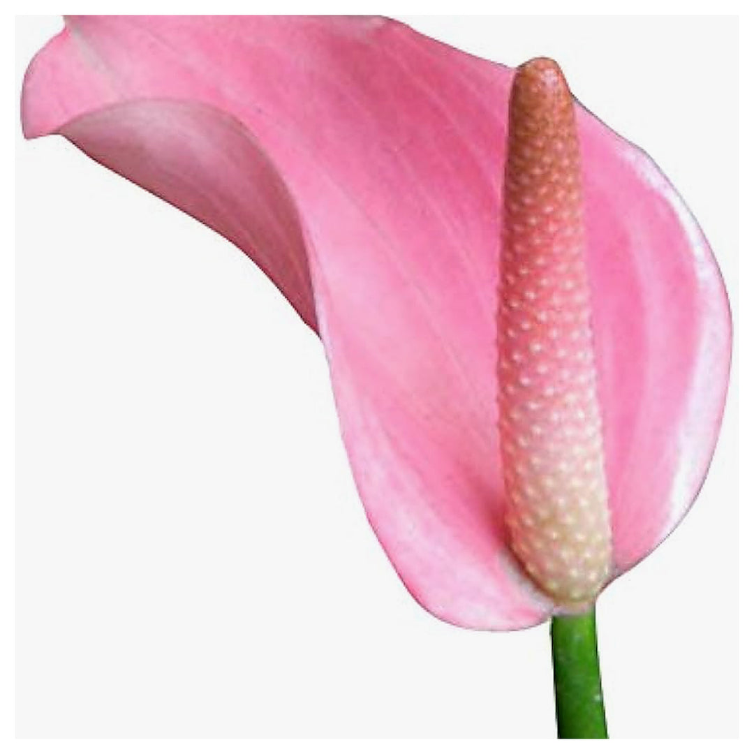 Pink Rare Anthurium Flower Seeds for Home Garden Planting, Exotic Organic Blooming Collection | Neera Seeds product photo [neera-v4-373d8588893ff1c0f30b]