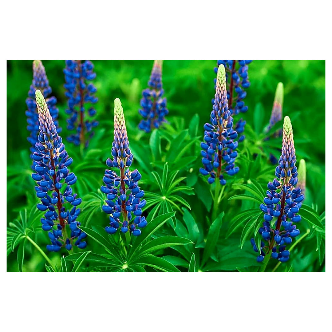 Lupine Minarets Lupinus Spp Flower For Planting In Flower Bed Flower Seeds for Home Garden | Neera Seeds product photo [neera-v4-3748591bb90aa34a0702]