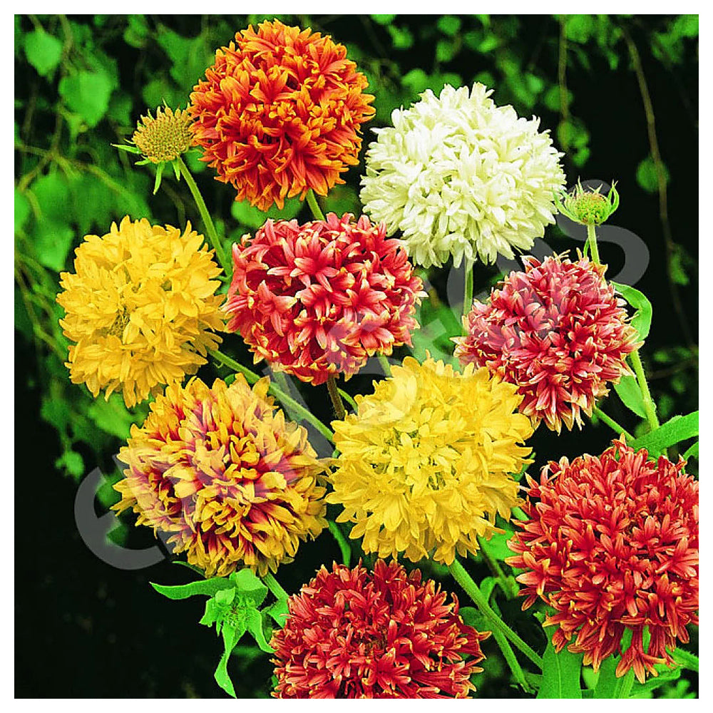 Mixed Gaillardia Flower Seeds for Planting, NON GMO Seeds | Neera Seeds product photo [neera-v4-374ba689e4893341b3fc]