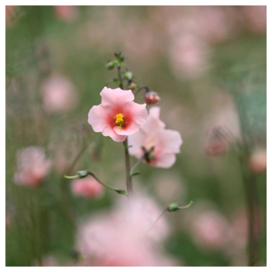 Heirloom Non-GMO Pink Alonsoa Flower Seeds – Delicate Garden Borders & Seasonal Planting | Neera Seeds product photo [neera-v4-375622987954bdf6d29d]