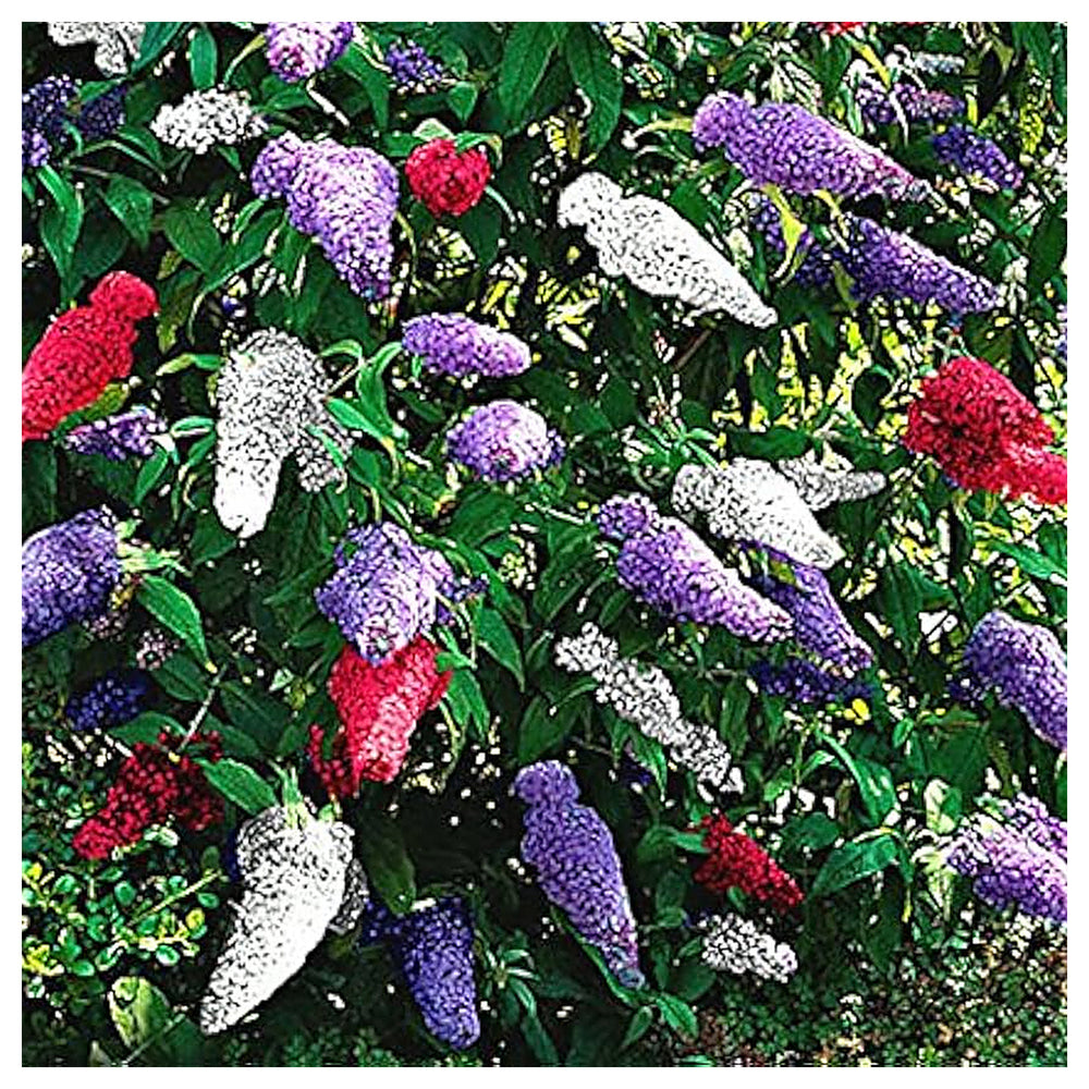 Mixed Butterfly Bush Flower Seeds for Planting | Heirloom Non-GMO High Germination Organic Garden Seeds | Neera Seeds product photo [neera-v4-375728d30760bb13c4a5]