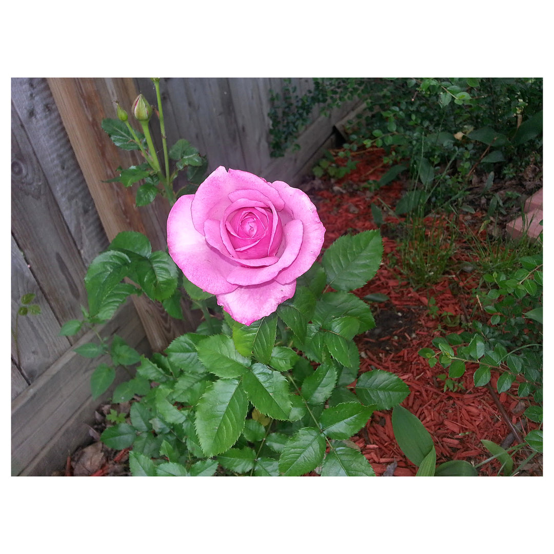 Barbara Streisand Lavender Rose Flower Seeds – Heirloom, Non-GMO, Organic Garden Seeds for Planting | Neera Seeds product photo [neera-v4-375c7254d091c64d6536]