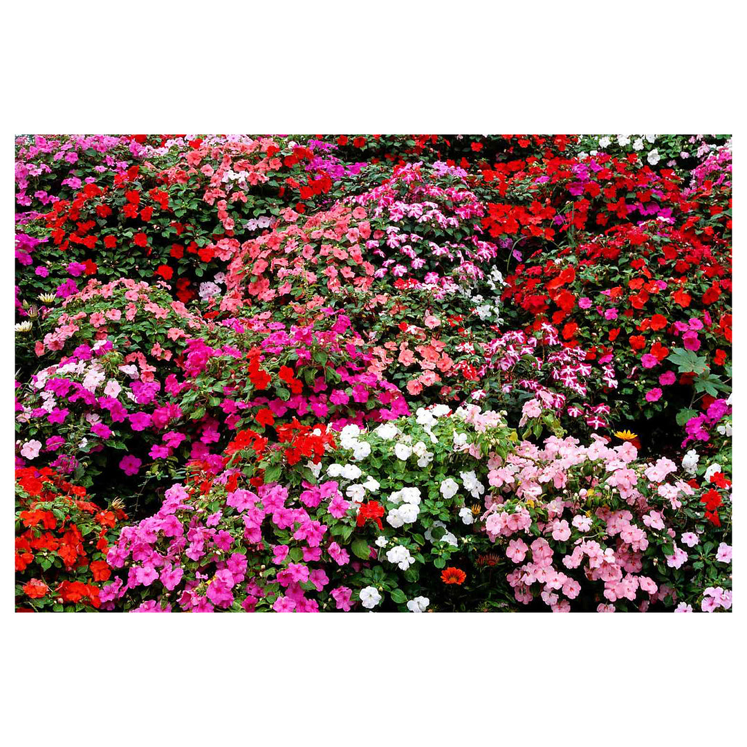 Heirloom Impatiens Seeds – Non-GMO Flower Seeds for Planting | High Germination Organic Garden Blooms | Neera Seeds product photo [neera-v4-375f2fbfad5f11edda96]