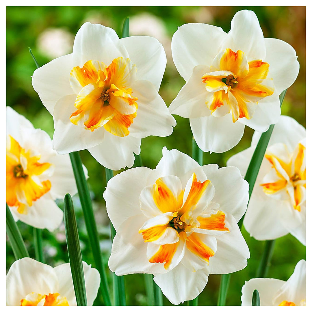 Thick Orange White Daffodil Flower Seeds – Heirloom Non-GMO High Germination Quality for Garden Planting | Neera Seeds product photo [neera-v4-378dcb144ca30c8546cd]
