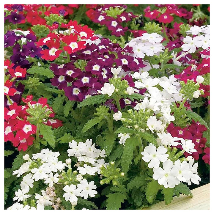 Mixed Verbena Flower Seeds for Planting – Heirloom &amp; Non-GMO Blooms for Borders, Hanging Baskets &amp; Pollinator Garde | Neera Seeds product photo [neera-v4-3791575754eb6a1e13c7]