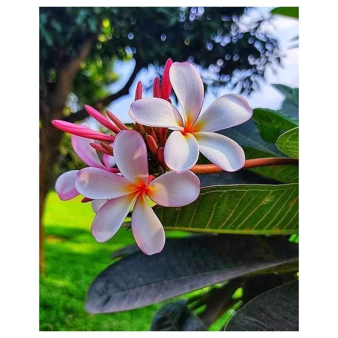 Mixed Color Plumeria Agave Plumeria Spp For Planting In Tropical Garden Flower Seeds for Home | Neera Seeds product photo [neera-v4-3794ddfca05682528abc]