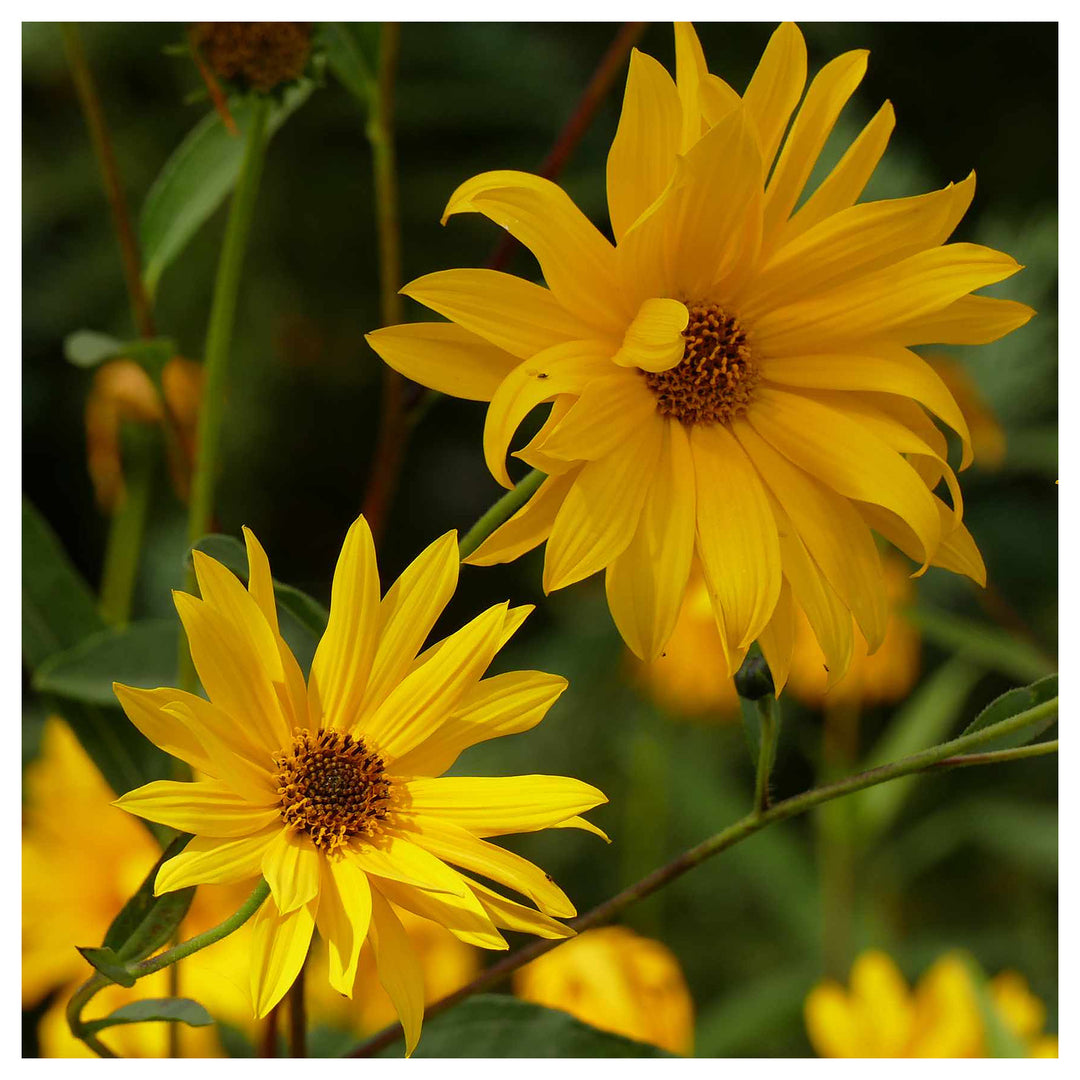Yellow Maximilian Sunflower Seeds for Planting – Heirloom, Non-GMO, Perennial Pollinator-Friendly Blooms | Neera Seeds product photo [neera-v4-37a7cf44b50dd40f8f68]