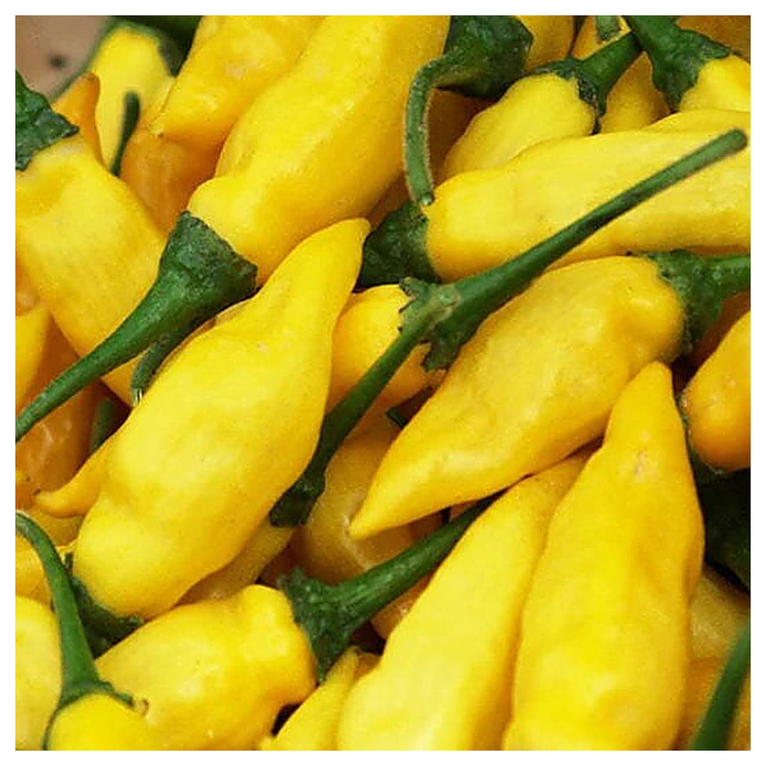 Yellow Aji Limon Seeds for Planting – Heirloom, Non-GMO, Organic Garden Seeds, High Germination Chili Peppers | Neera Seeds product photo [neera-v4-37a905136cdd9a77be22]