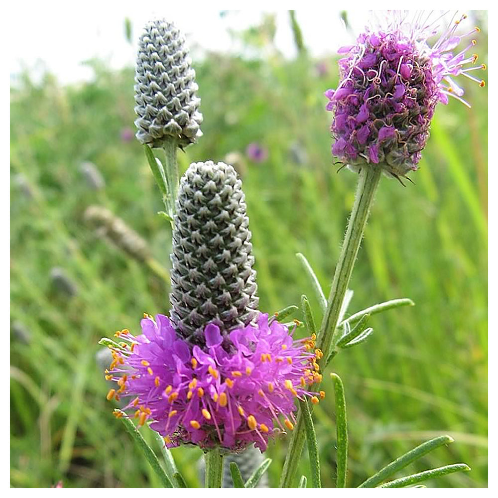 Heirloom Non-GMO Prairie Wildflower Seeds for Planting – Native Perennial Mix for Pollinator Gardens | Neera Seeds product photo [neera-v4-37b92198eaa2ea0c4cd5]