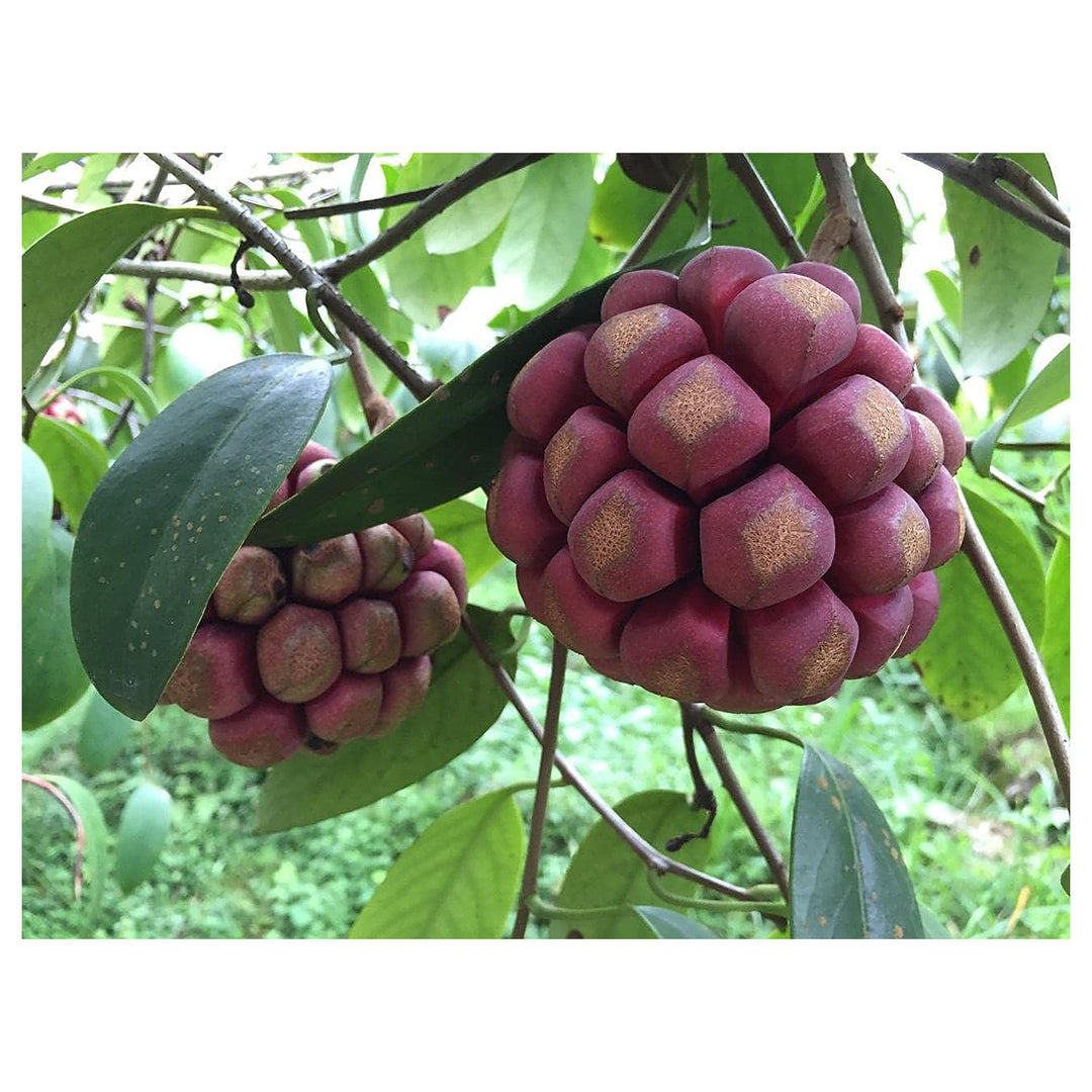 Kadsura Coccinea Fruit Seeds – Rare & Hardy Climbing Fruit Vine | Neera Seeds product photo [neera-v4-37bdc5d66bd8539096e5]
