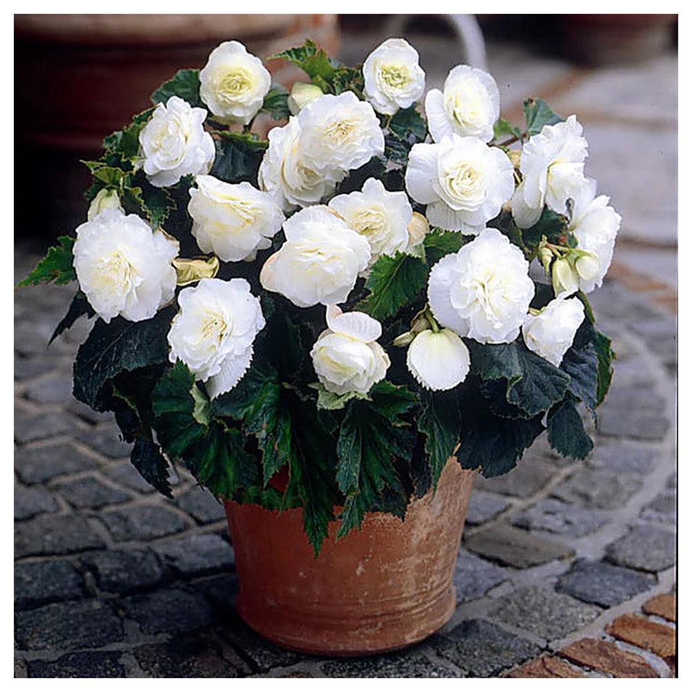 Double White Begonia Flower Seeds for Planting – Heirloom Non-GMO Organic Garden Seeds with High Germination for El | Neera Seeds product photo [neera-v4-37c1a92f3d9d1cd3b13e]